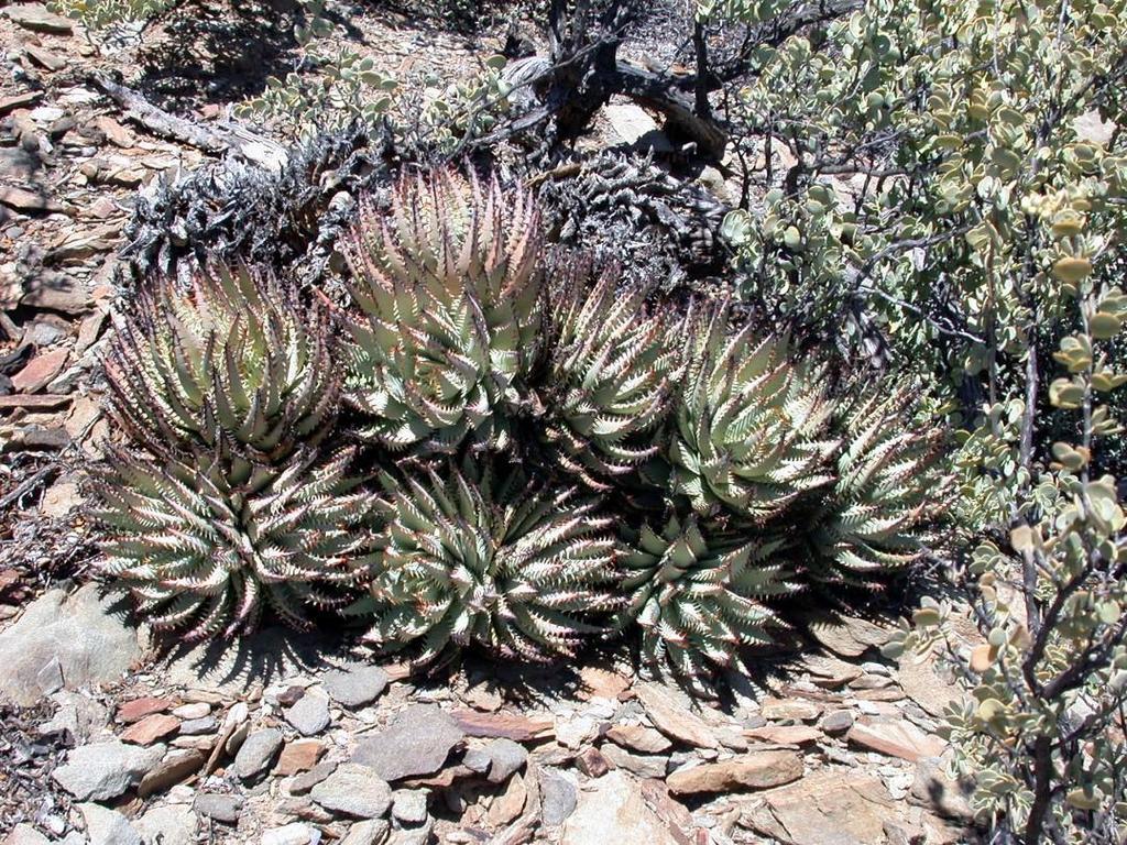 Aloe erinacea – Cactaceae Storeiencius