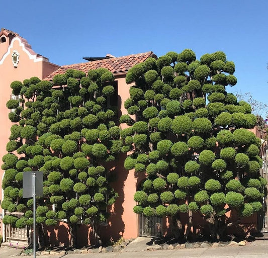 Taxa Shirt 11: Hedge Menageries