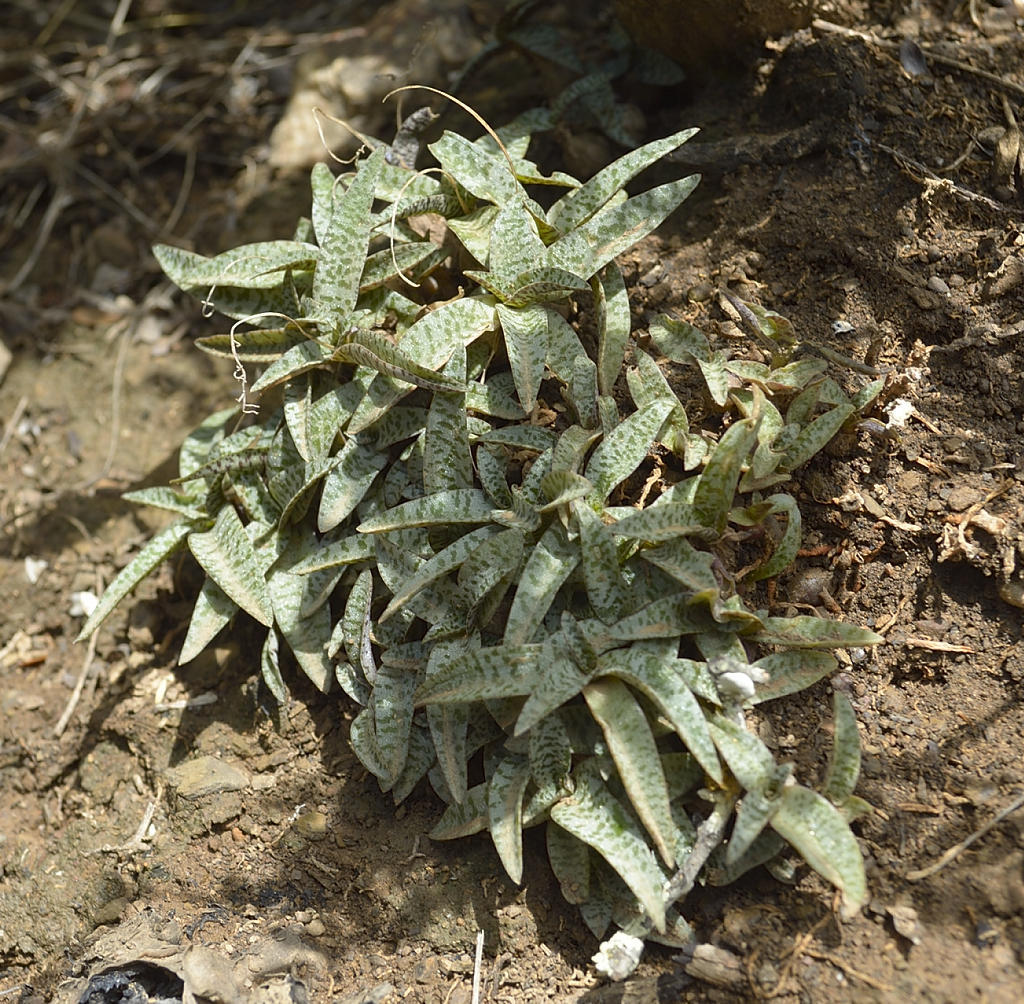 Ledebouria socialis Clump