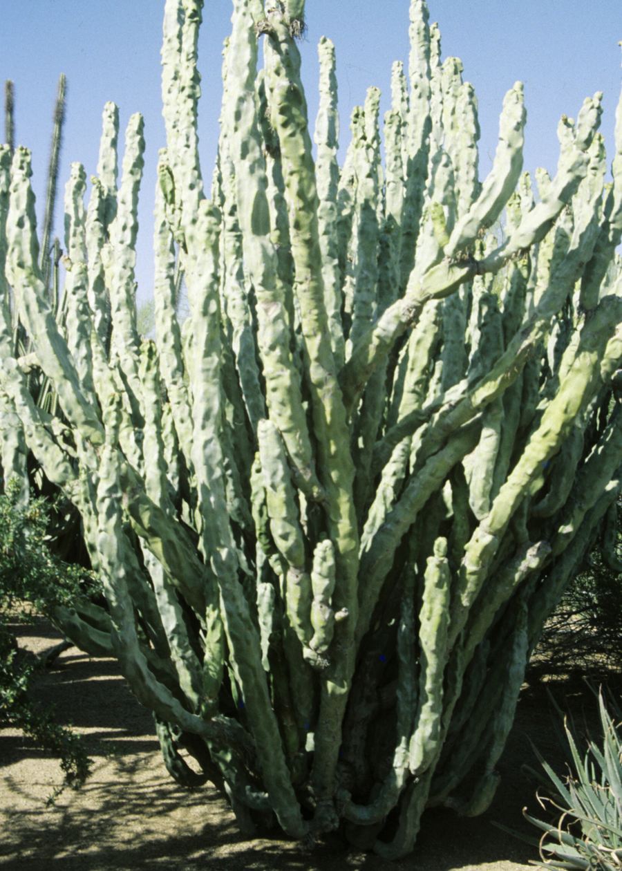 Lophocereus schottii f. monstrose