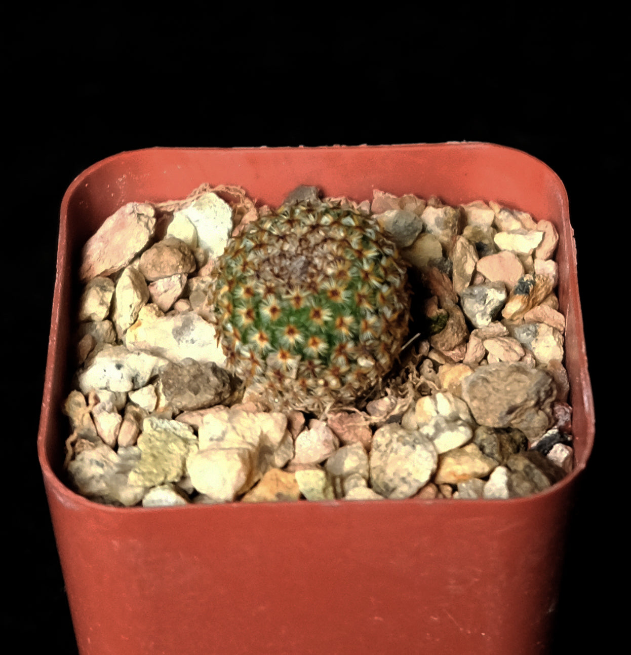 Mammillaria crucigera