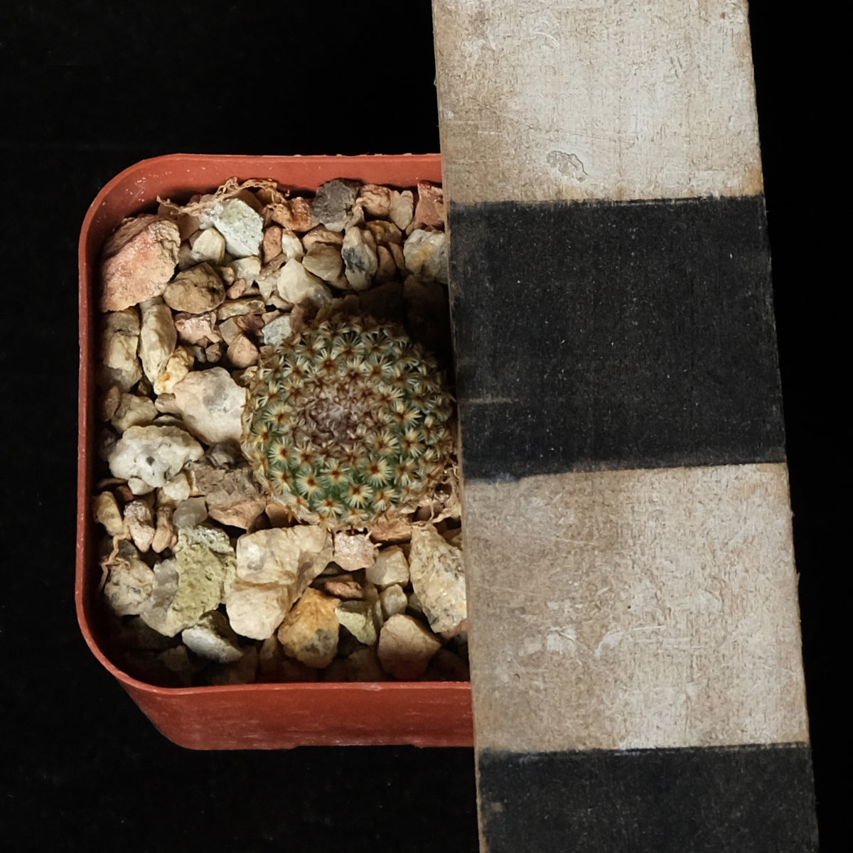 Mammillaria crucigera – Cactaceae Storeiencius