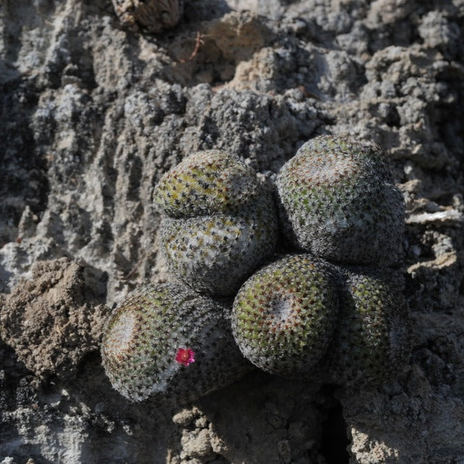 Mammillaria crucigera