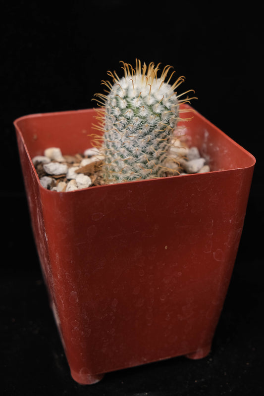 Mammillaria perezdelarosae (gold spined)