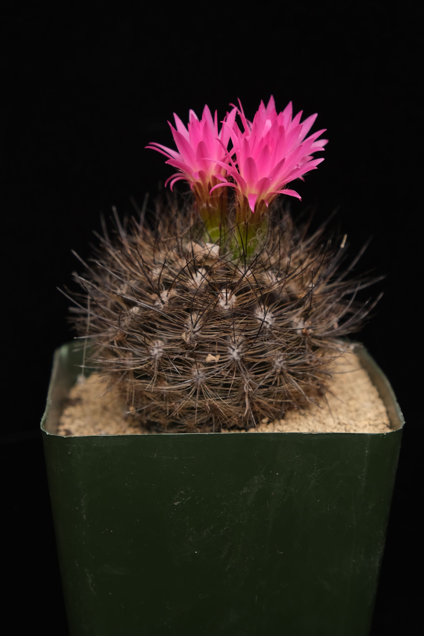 Neoporteria sp