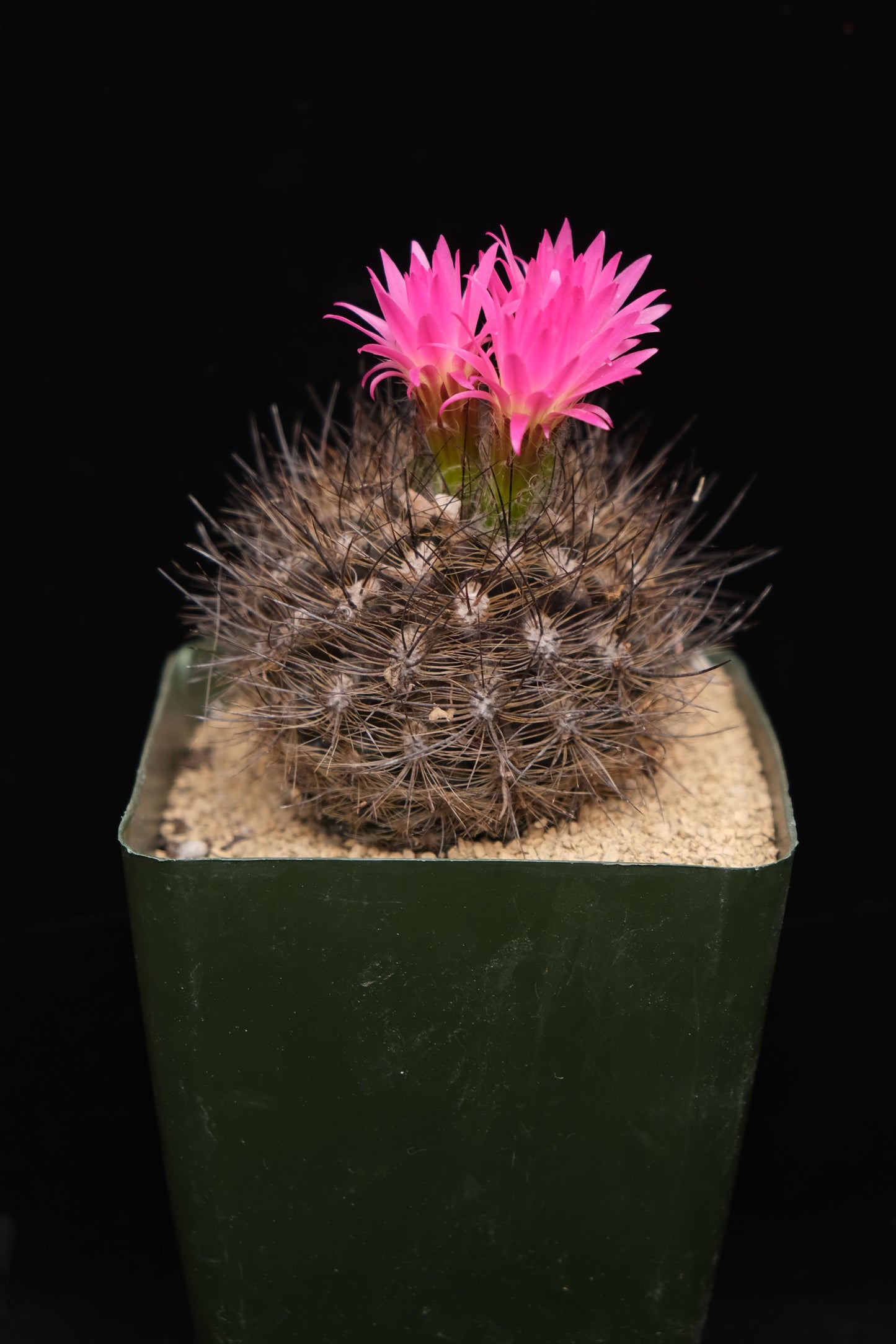 Neoporteria sp