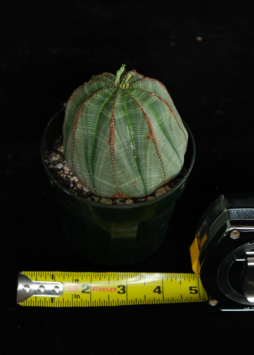 Euphorbia obesa LARGE #2 – Cactaceae Storeiencius