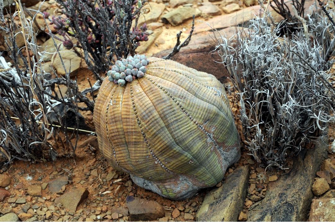 Euphorbia obesa LARGE #2