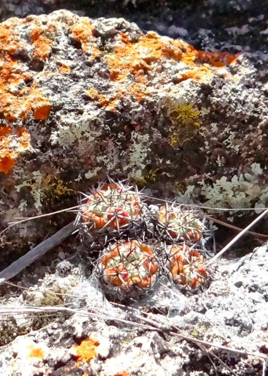 Ortegocactus macdougalii