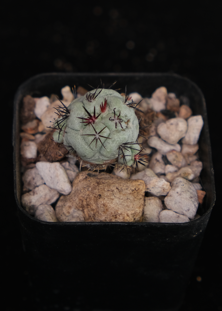 Ortegocactus macdougalii