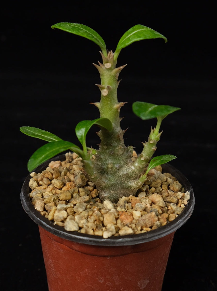Pachypodium windsorii #5 – Cactaceae Storeiencius