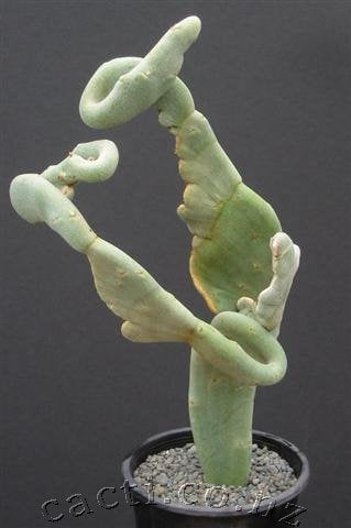 crest succulent Pedilanthus macrocarpus crest – Cactaceae Storeiencius