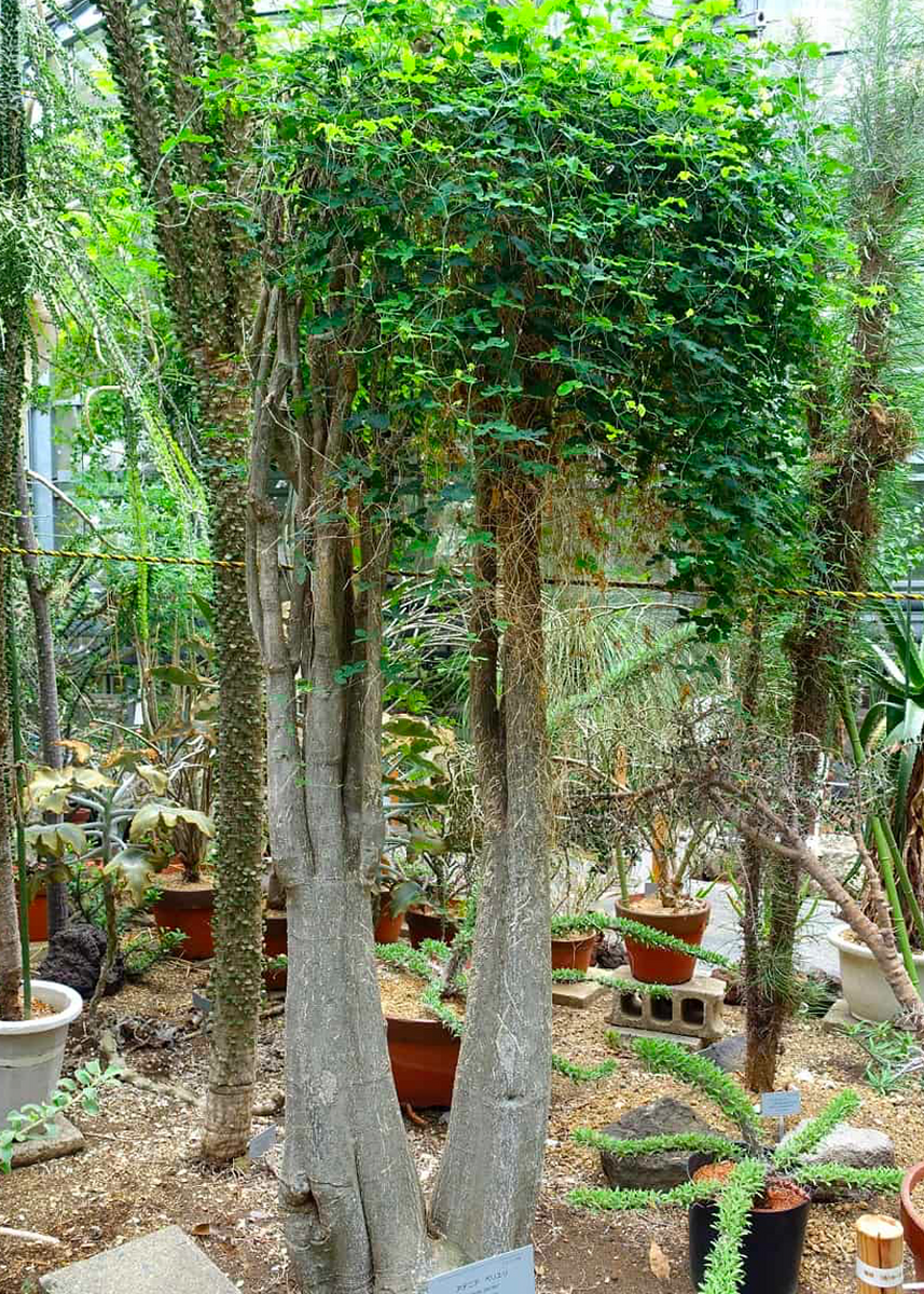 アデニア ペリエリ adenia perrieri Adenia perrieri – Cactaceae Storeiencius