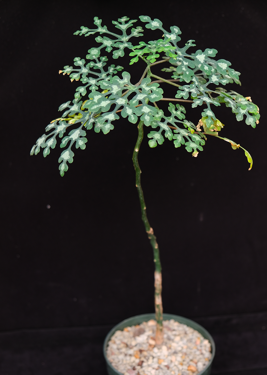 Adenia perrieri