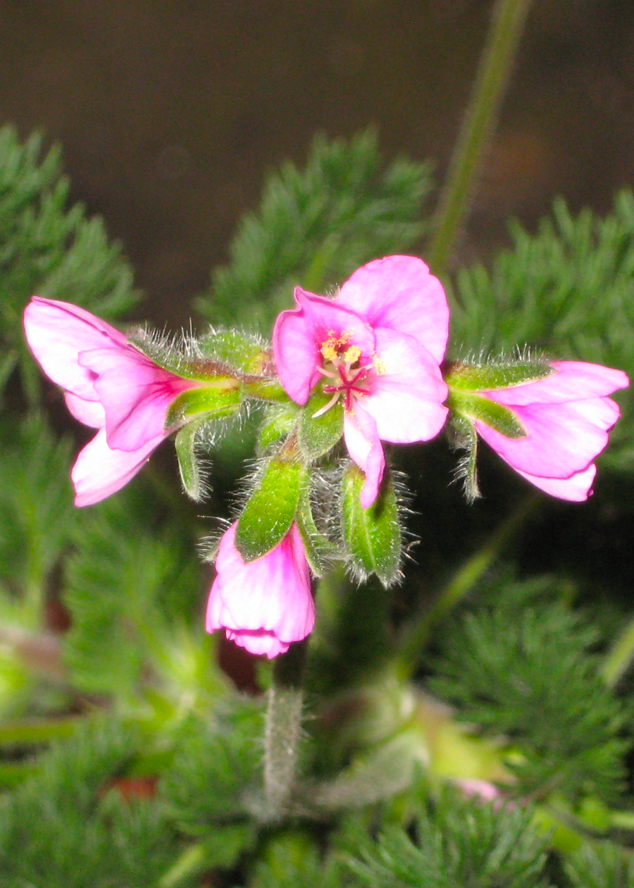 Pelargonium hirtum