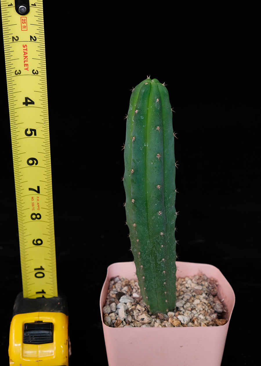 Trichocereus sp.