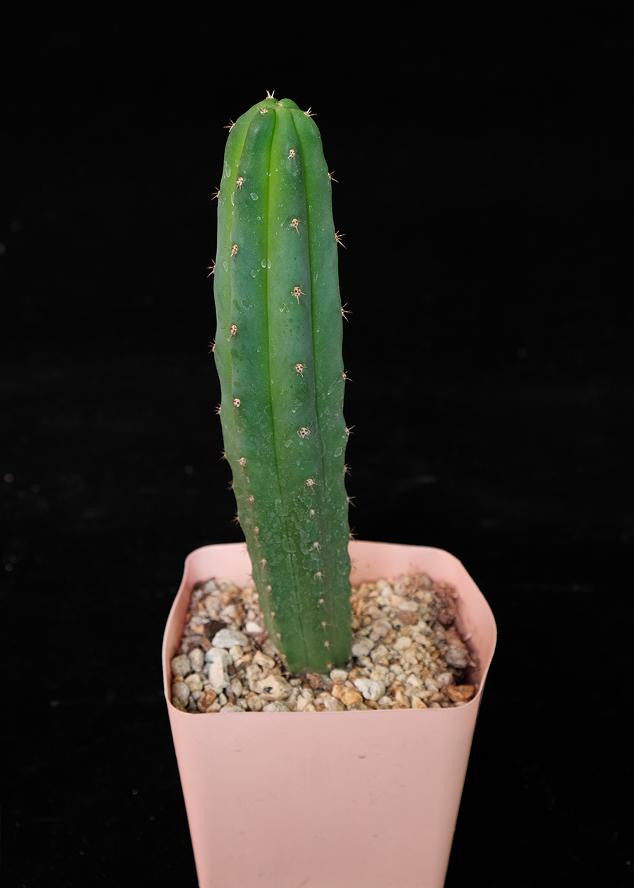 Trichocereus sp.