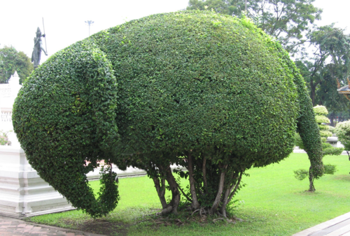 Taxa Shirt 11: Hedge Menageries