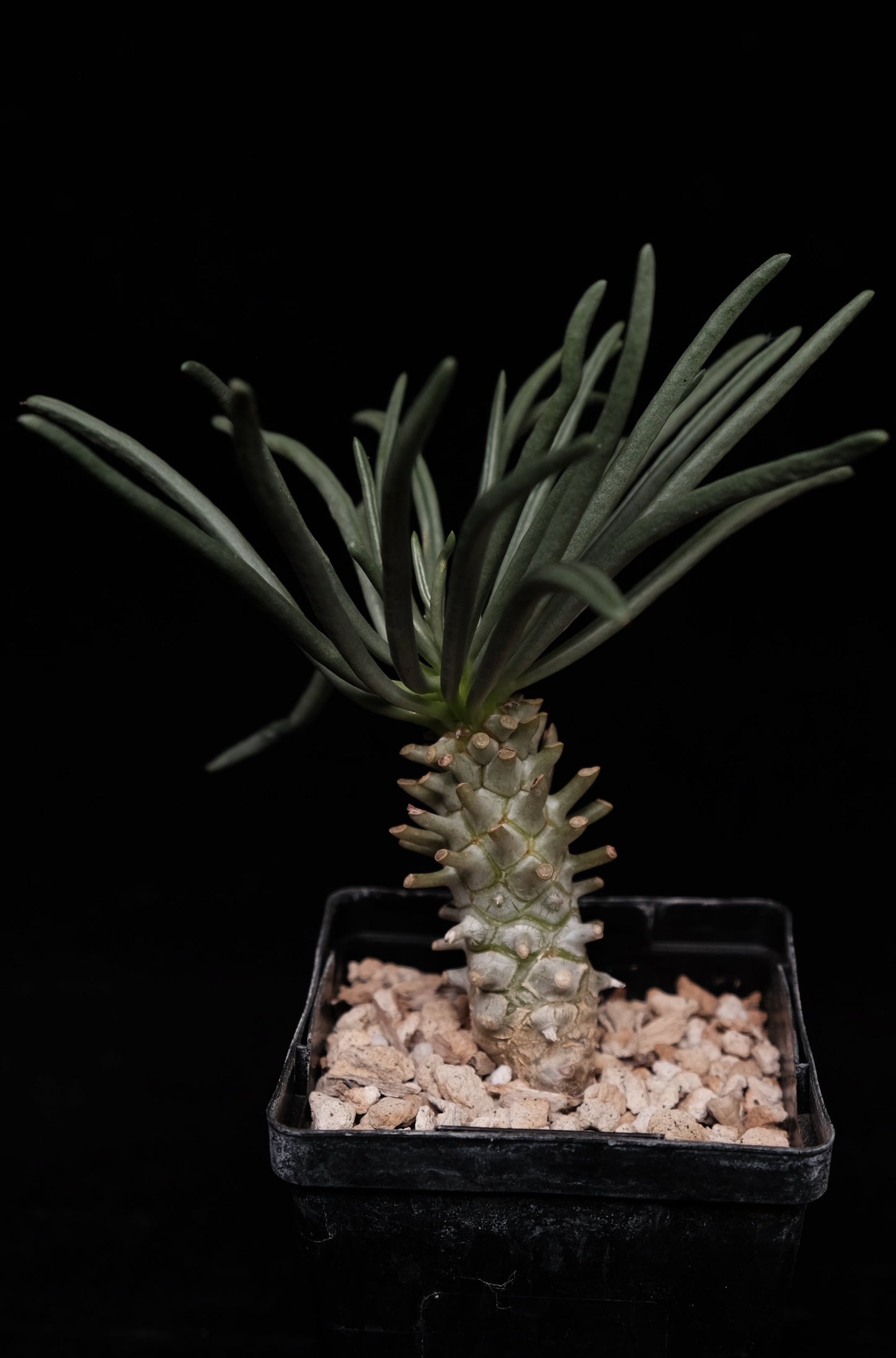 Tylecodon wallichii