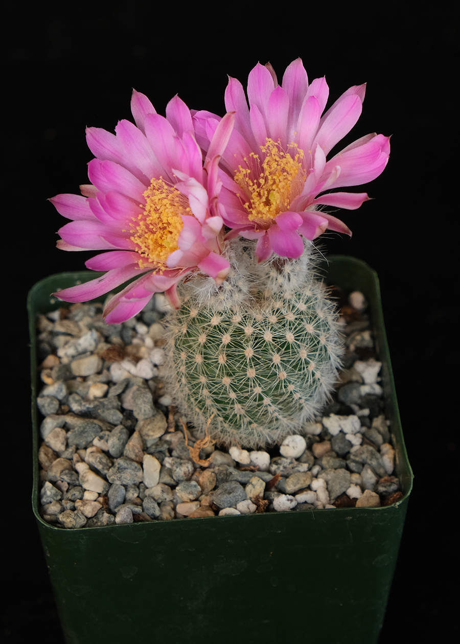 Echinocereus reichenbachii