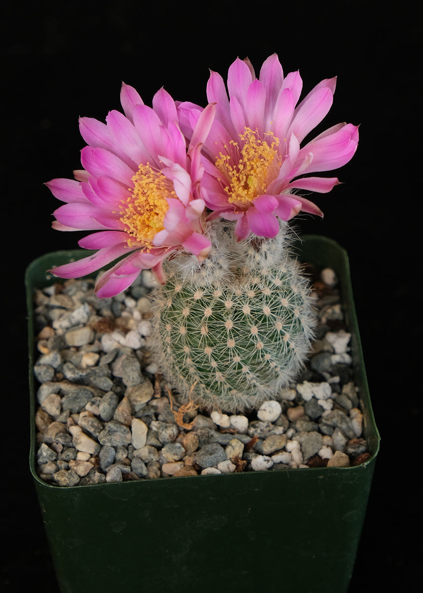 Echinocereus reichenbachii – Cactaceae Storeiencius