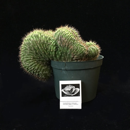 Echinopsis (crested)