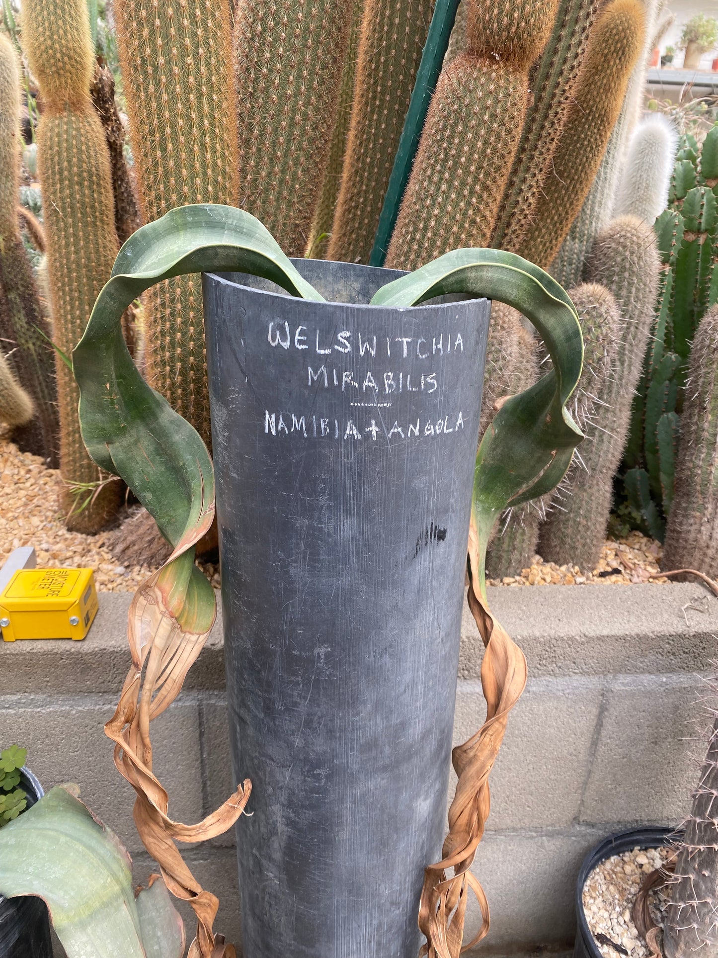 Welswitchia mirabilis seedlings
