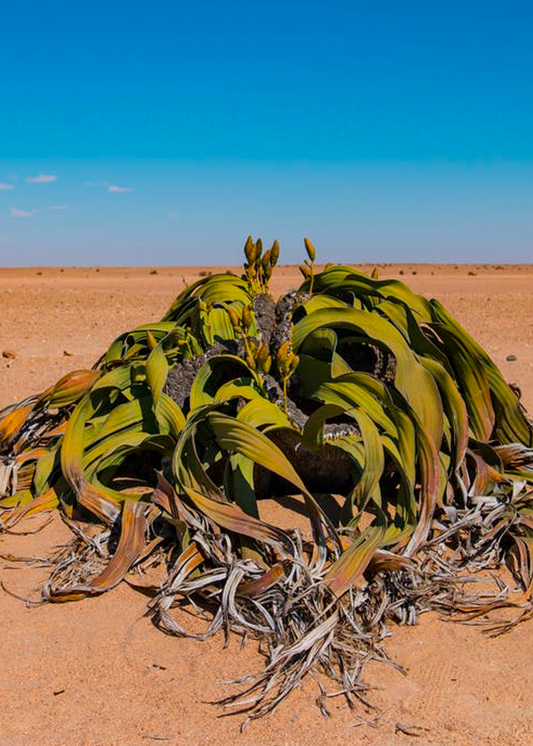 welwitschia mirabilis in habitat