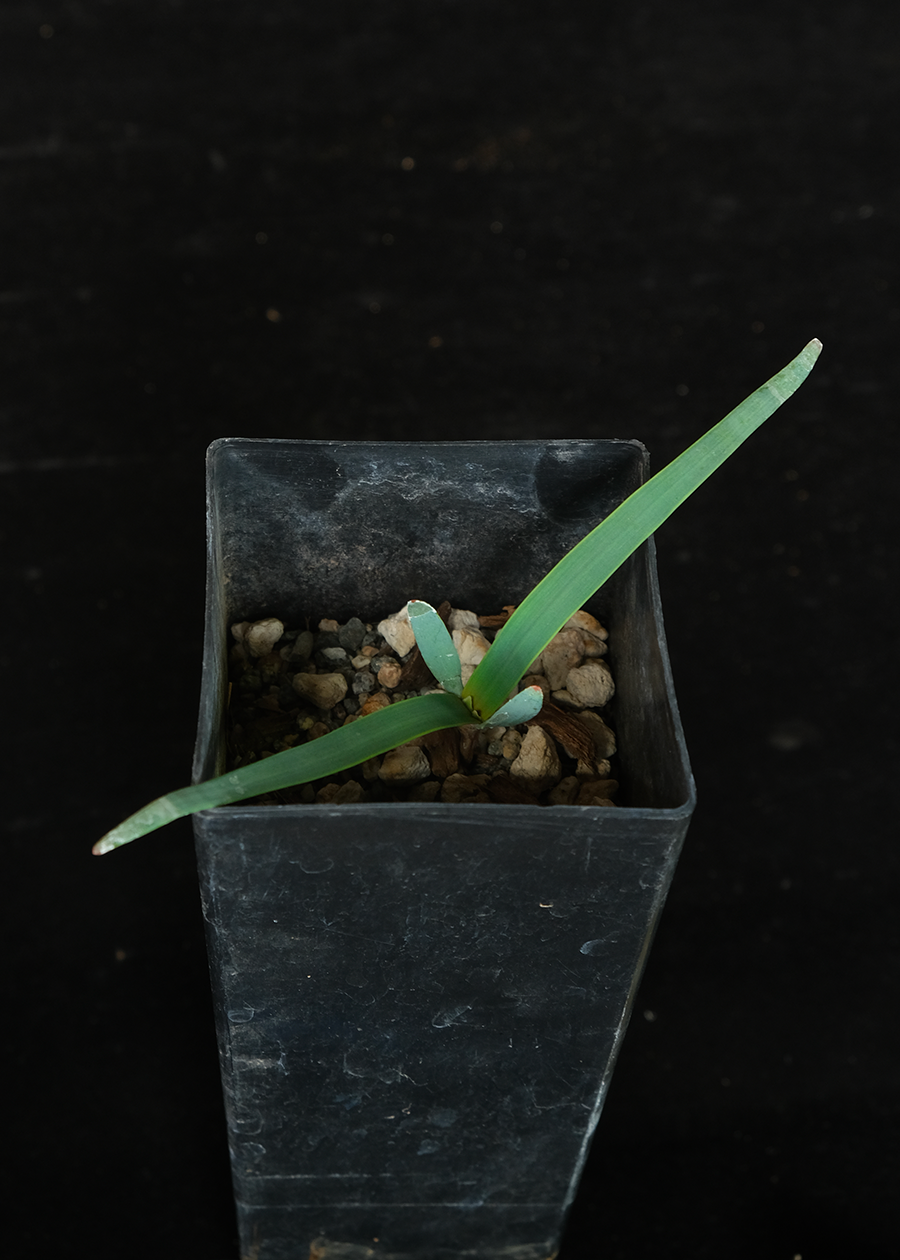 welwitschia mirabilis seedling