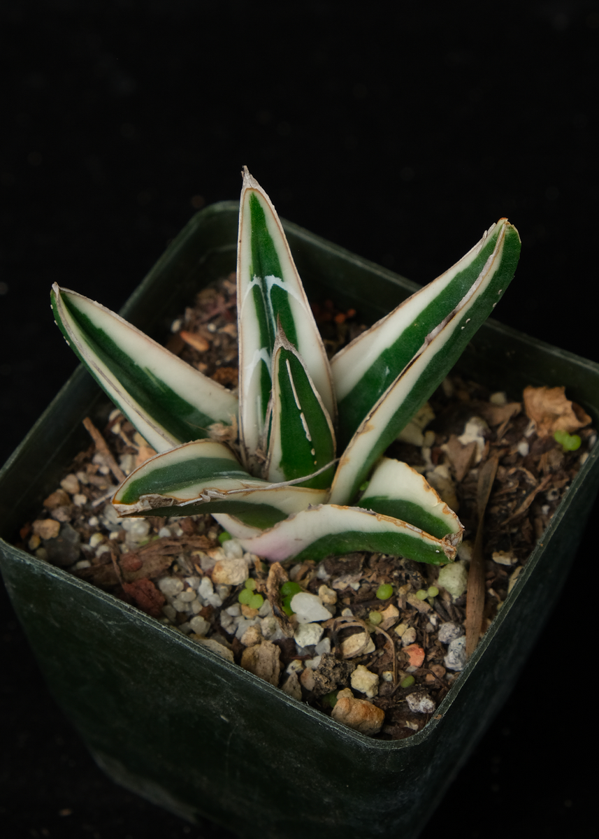 Agave 