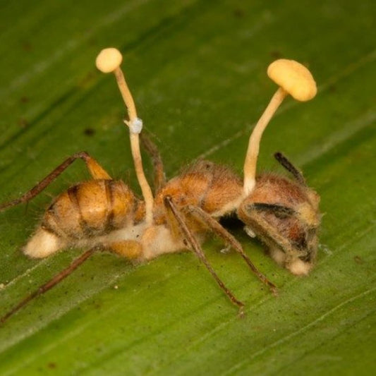 Taxa Shirt 9: Insect Zombification by Cordyceps Fungi