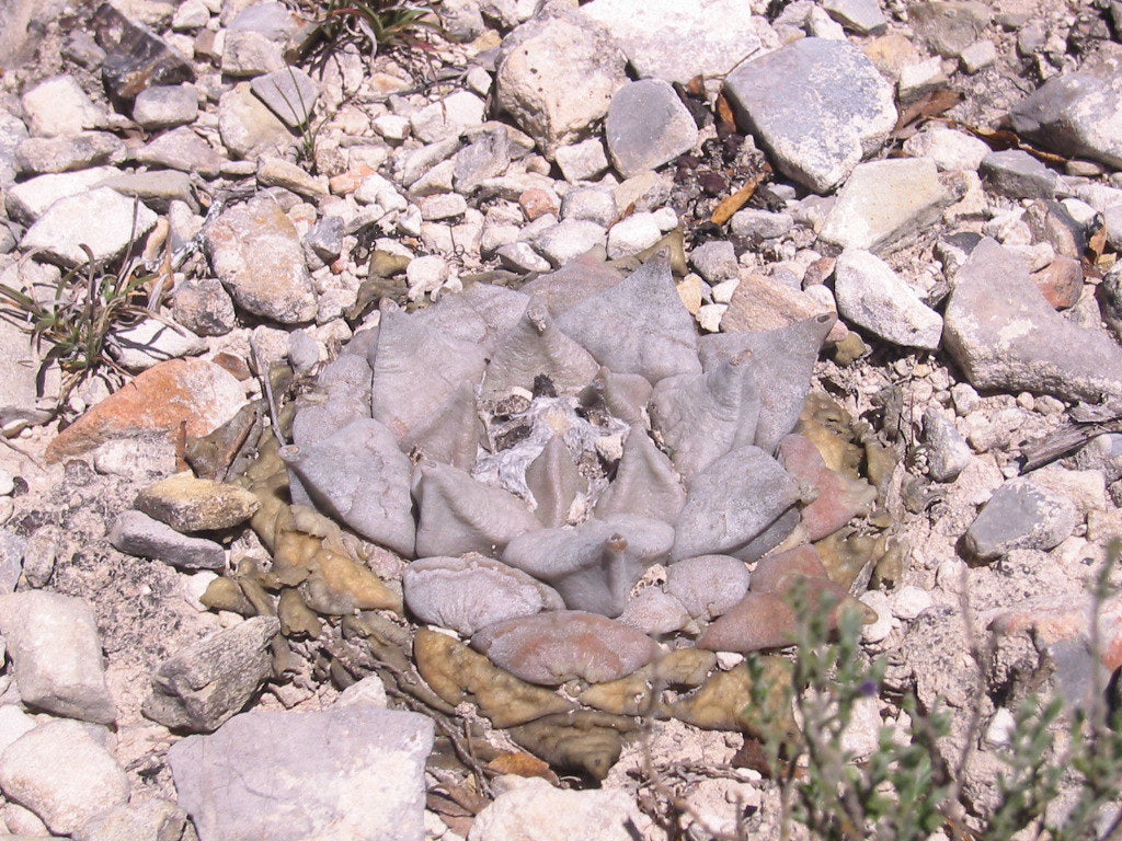 Ariocarpus retusus - Bangkok edition (Black)