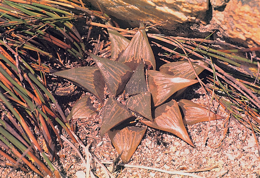 Haworthia mirabilis – Colombo Edition (White)