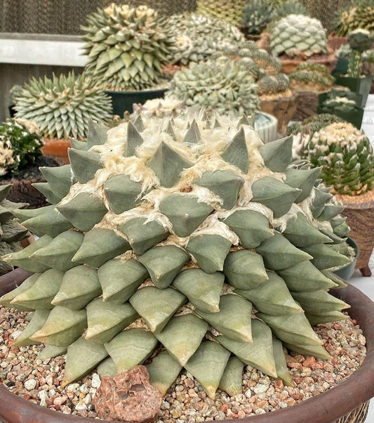 Ariocarpus retusus - Bangkok edition (White Ringneck)