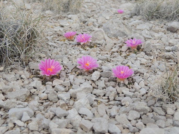 Ariocarpus retusus - Bangkok Edition (Ruby)