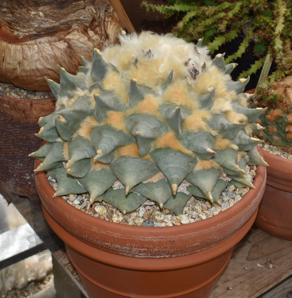 Ariocarpus retusus - Bangkok edition (Black)