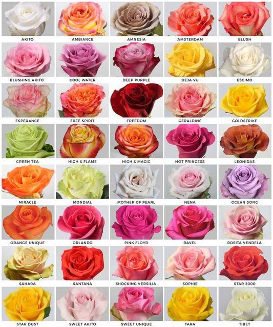 Rose Cultivar Head Warmers