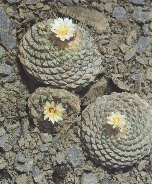 Strombocactus disciformis – Shenzhen Edition (Canary)