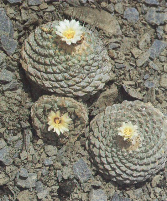 Strombocactus disciformis – Shenzhen Edition (Canary)