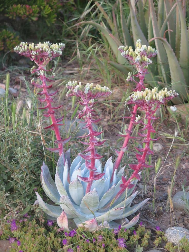 Dudleya brittonii – Seoul edition (Mushroom)