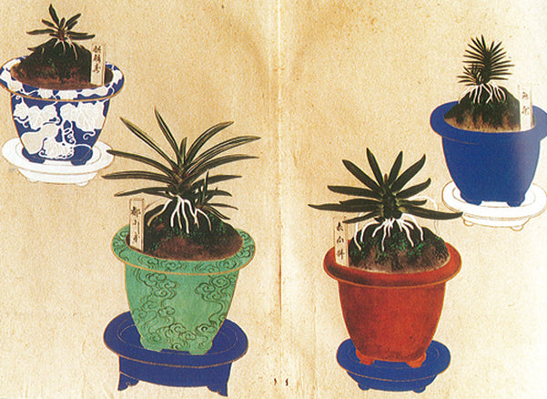 Neofenitia falcata (blush)