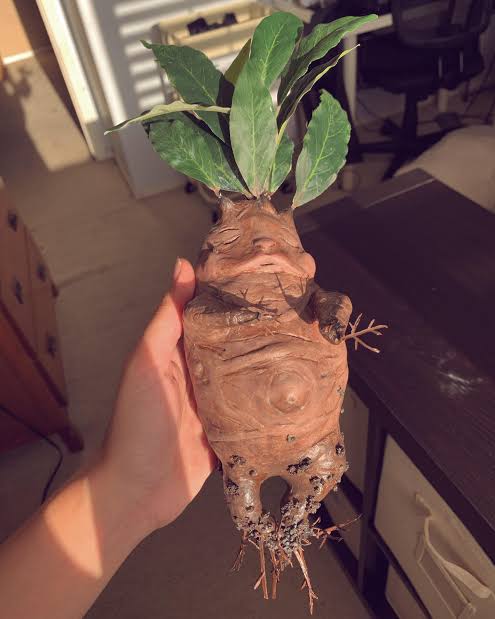 Mandrake (Rose)