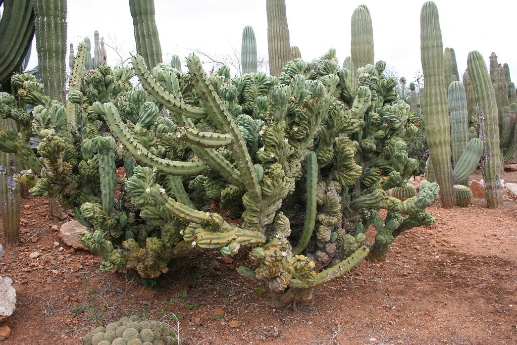 Myrtillocactus geometrizans cistata