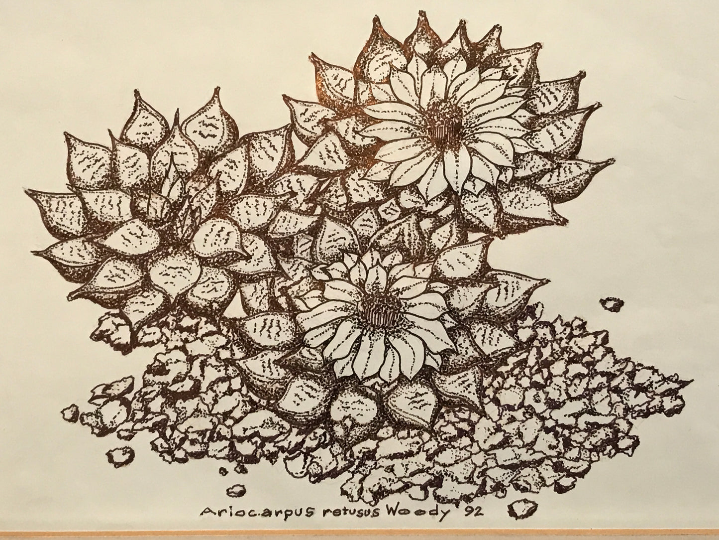 Ariocarpus retusus - Bangkok Edition (Ruby)