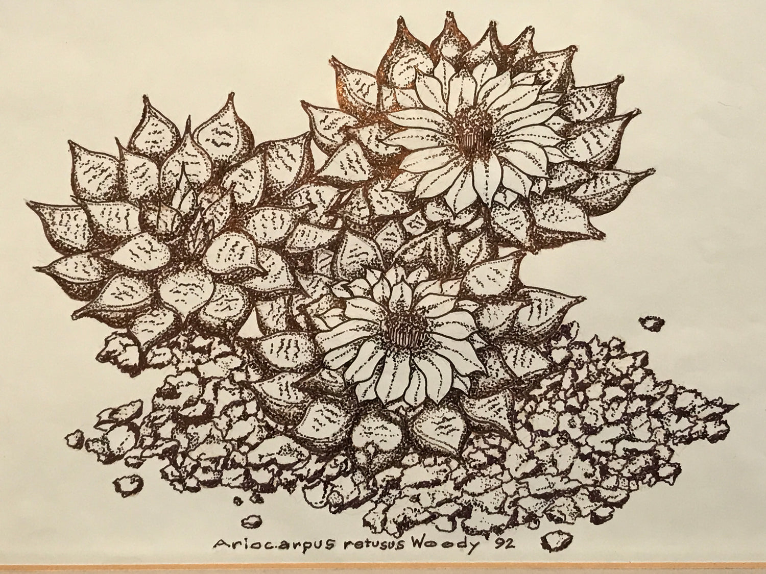 Ariocarpus retusus - Bangkok Edition (Ruby)