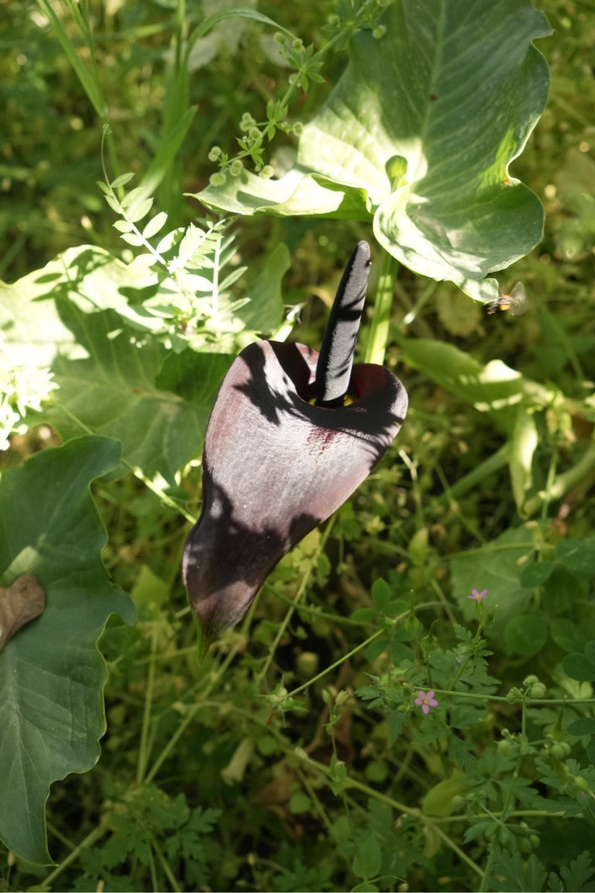 Fundraiser Shirt: Palestinian Plant Archive (White S/S)