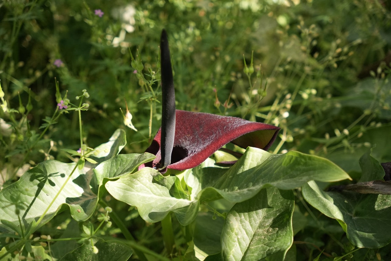 Fundraiser Shirt: Palestinian Plant Archive (White S/S)
