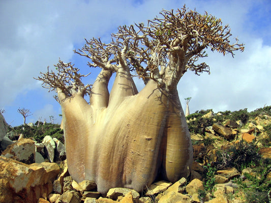 Adenium Socotranum (white)- Union Osaka