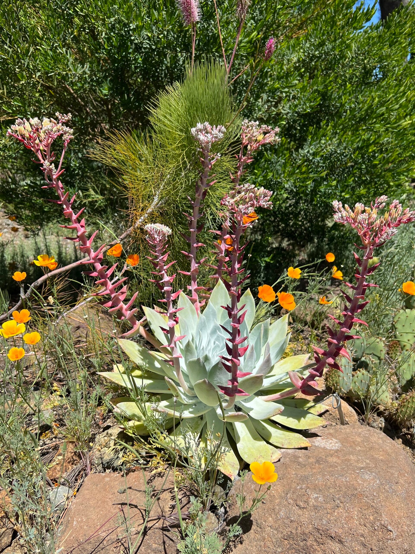 Dudleya brittonii – Seoul edition (Light Pink)
