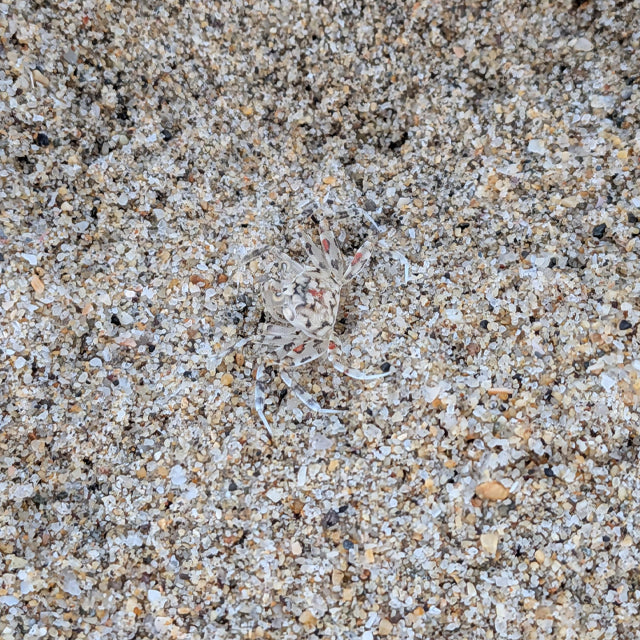 Taxa Shirt 19: Crypsis Strategies (Black S/S)